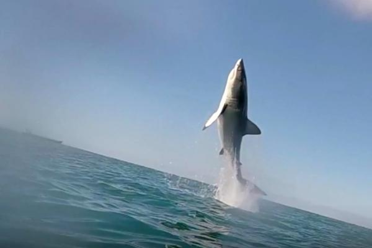 A 10' Great White breeched directly in front of me while surfing #sand, Great White Shark