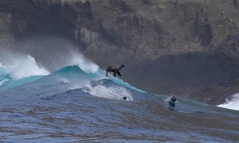 Channel Island Sea Lions Featured on New Stamp Series - The Santa Barbara  Independent