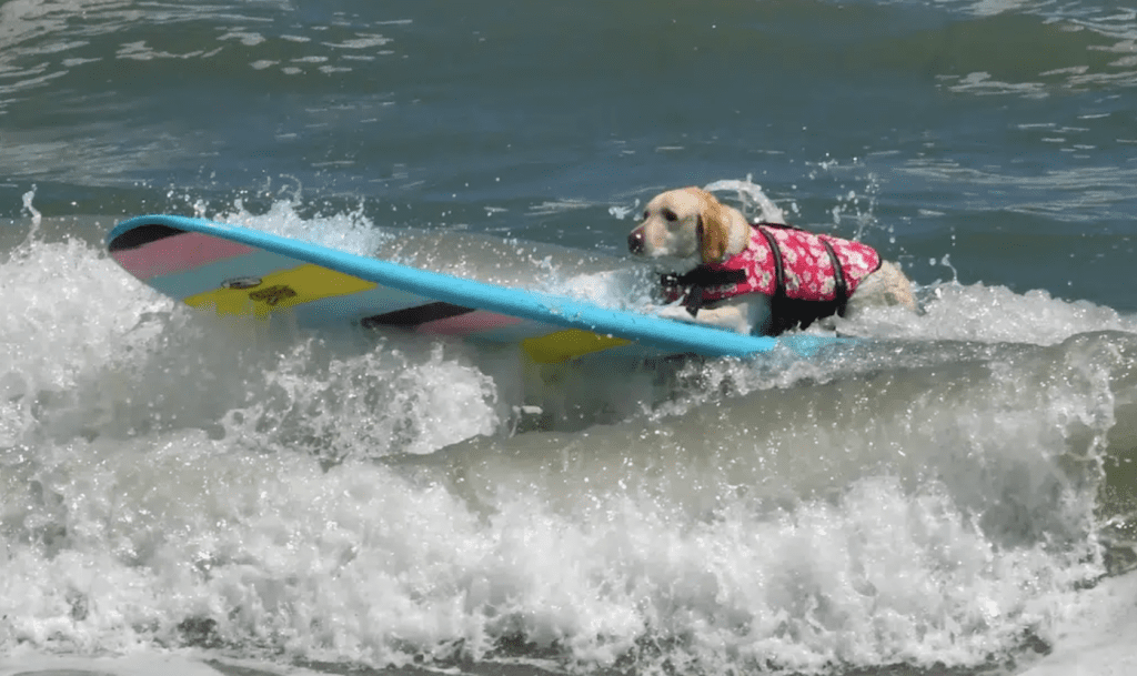Florida Dog Surfing Championships Delayed By Sharks Stab Mag